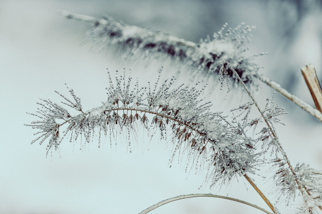 frozen plants